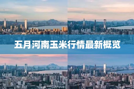五月河南玉米行情最新概览