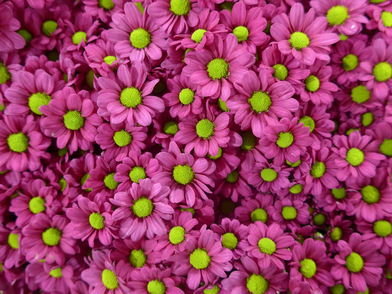 4月菊花批发价格行情解析，市场走势与影响因素