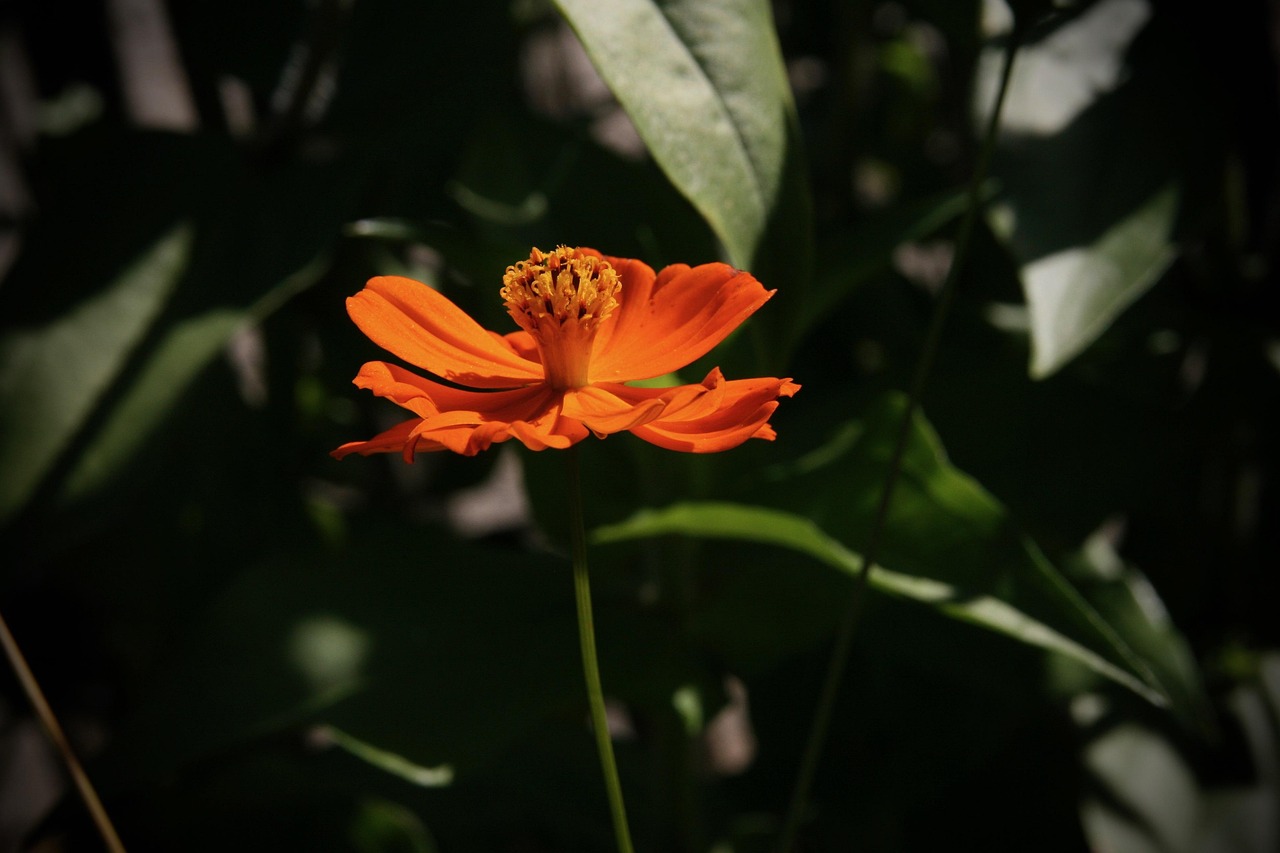 五月苦菜花，电视剧中的生命颂歌